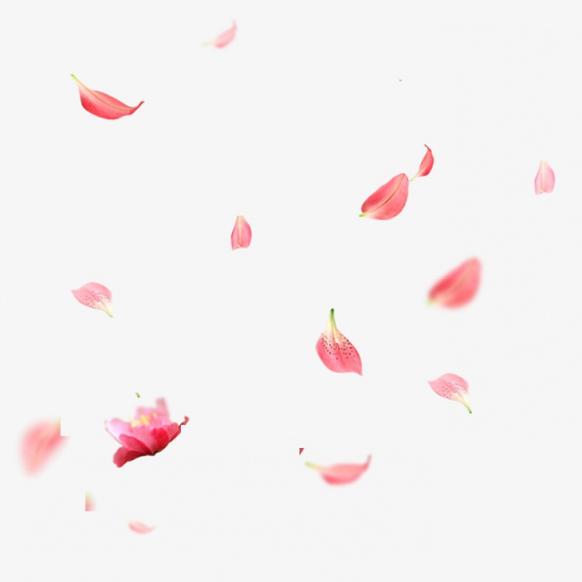 漂浮玫瑰花瓣元素
