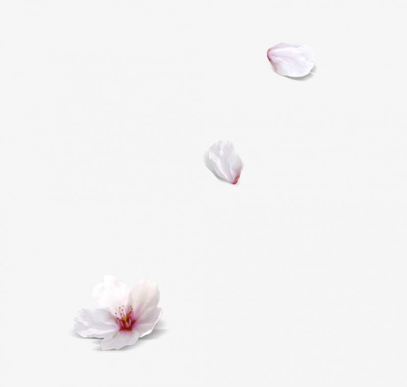 白色花瓣漂浮