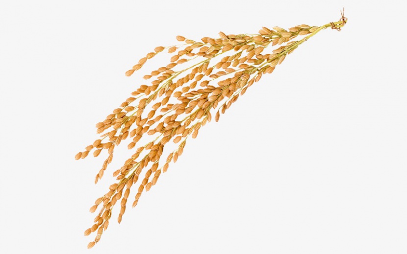 麦穗稻谷