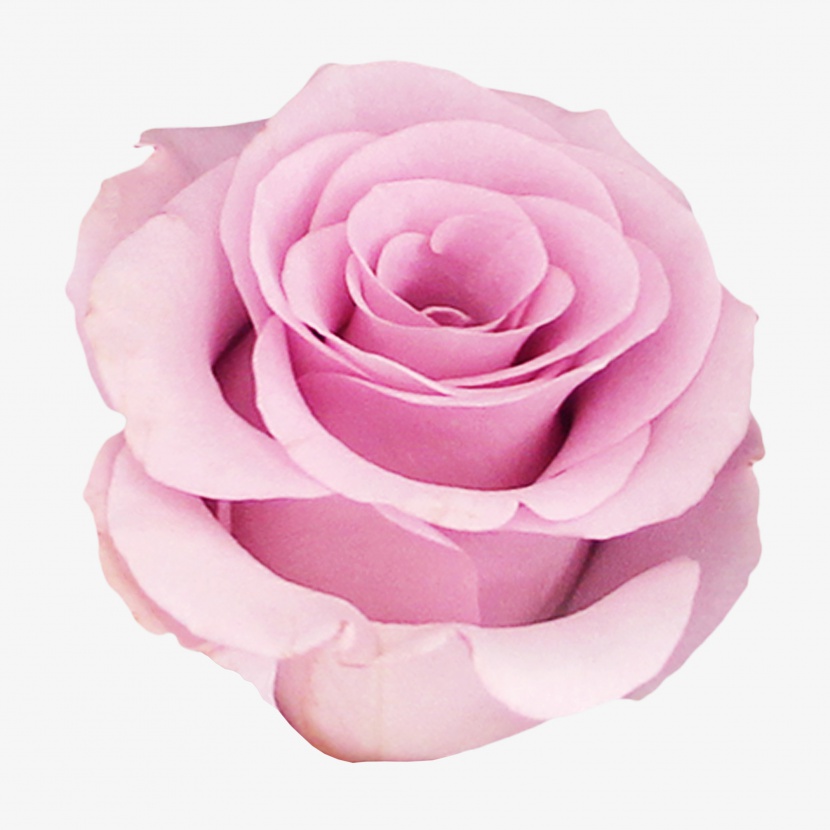 紫色玫瑰花海洋之心实物免抠PNG素材