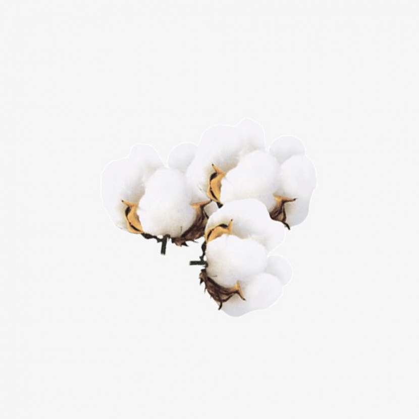 白色棉花植物氛围素材png