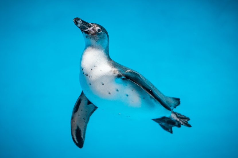 企鹅游泳摄影图