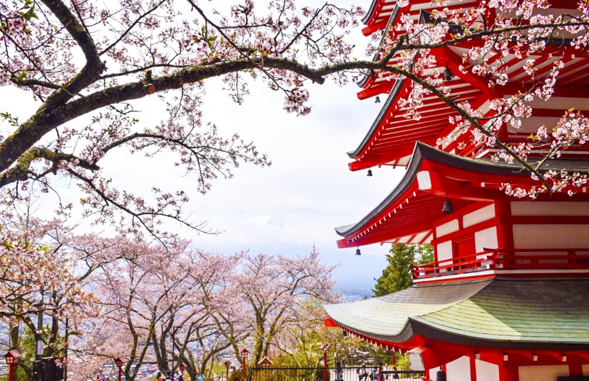 日本樱花红色宫殿和远处的富士山
