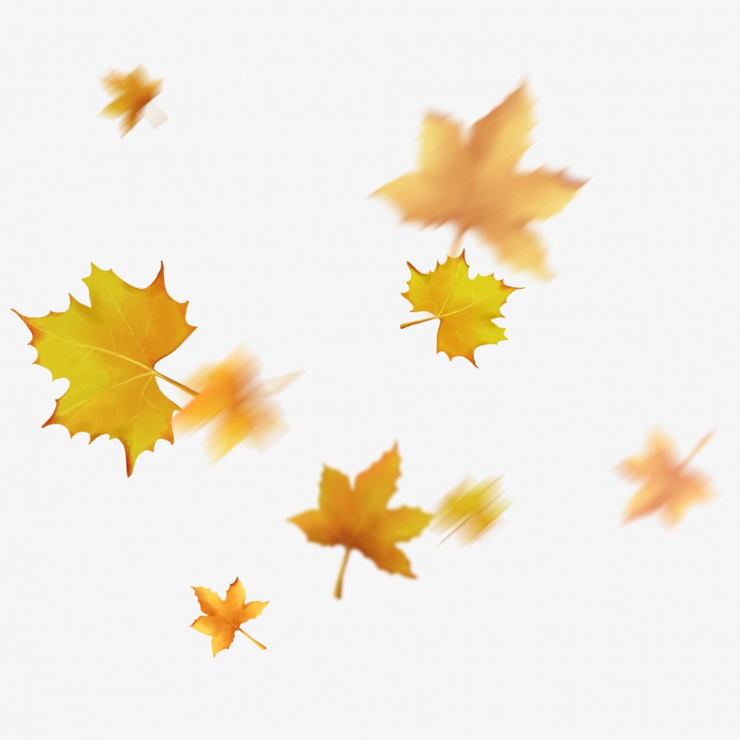 漂浮的叶子秋风吹落的梧桐叶飘落