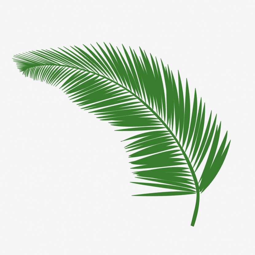 简约棕榈叶子植物绿色装饰元素