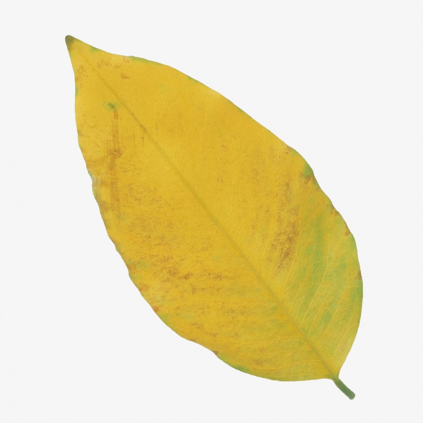 一片半黄的叶子