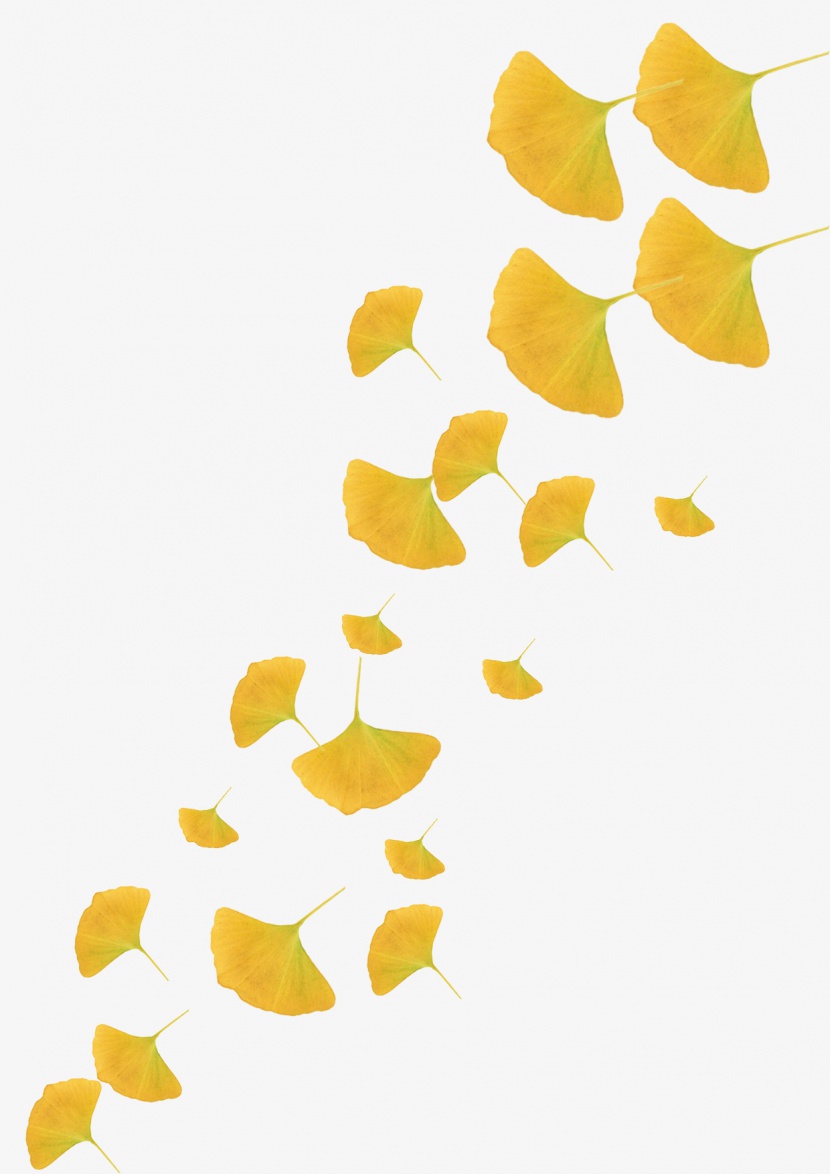 飘落的黄色银杏树叶