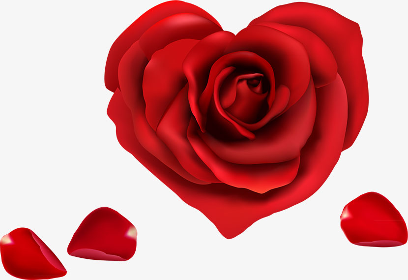 爱心红玫瑰花