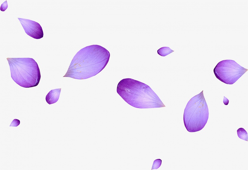 紫色花瓣PNG