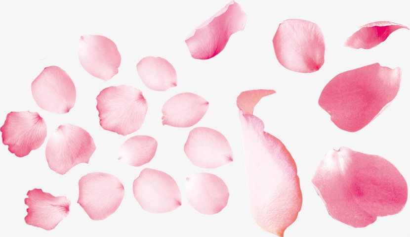 粉红玫瑰花瓣装饰元素