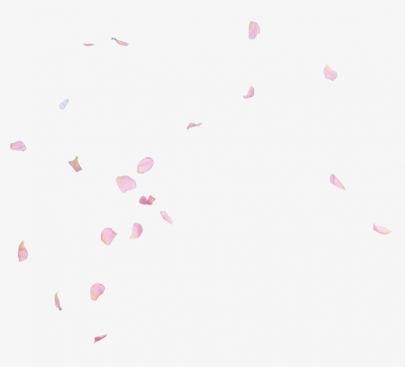 粉色花瓣高清png素材