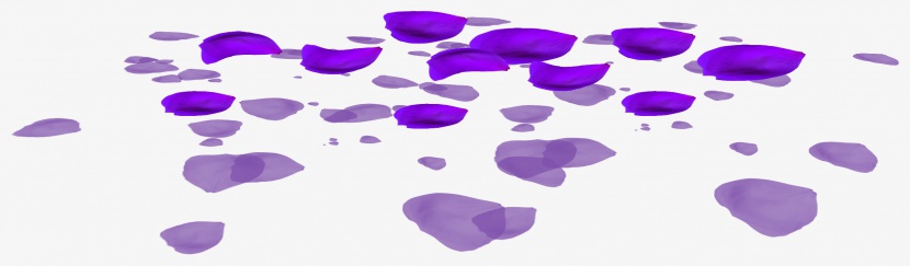 紫色飘零的花瓣