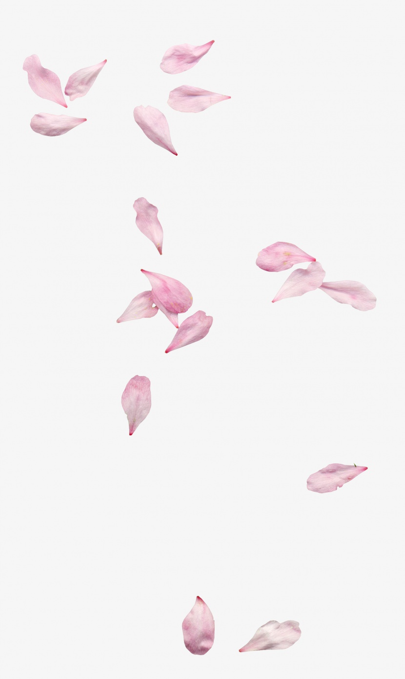 高清粉色飘落漂浮花瓣
