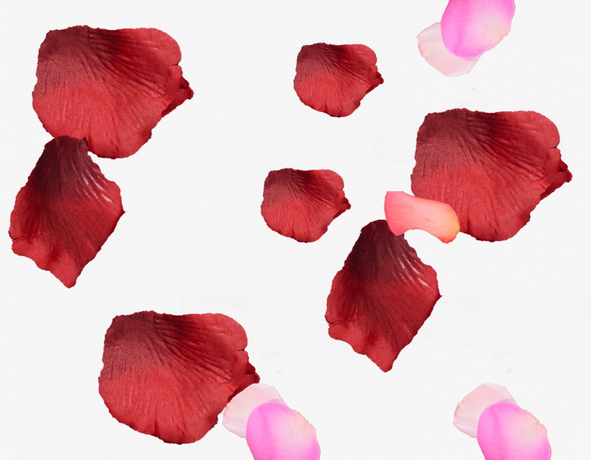 红粉玫瑰花瓣