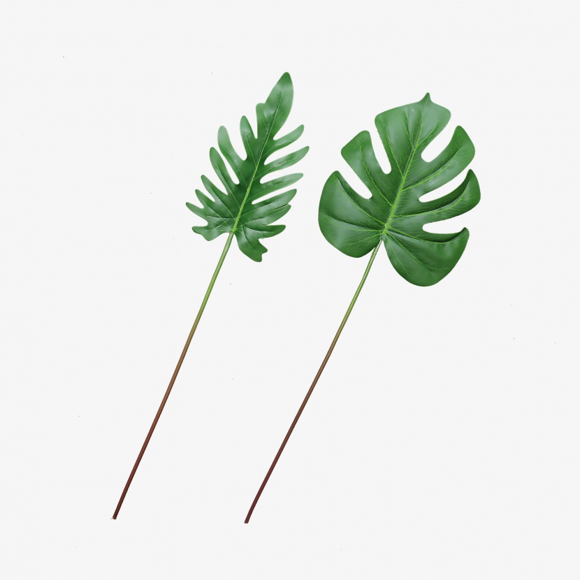 龟背竹绿植叶子免抠素材图