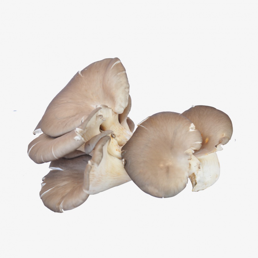有机蔬菜蘑菇实物拍摄