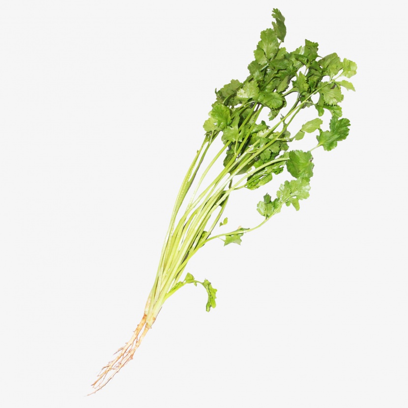 香菜蔬菜免抠实物png素材