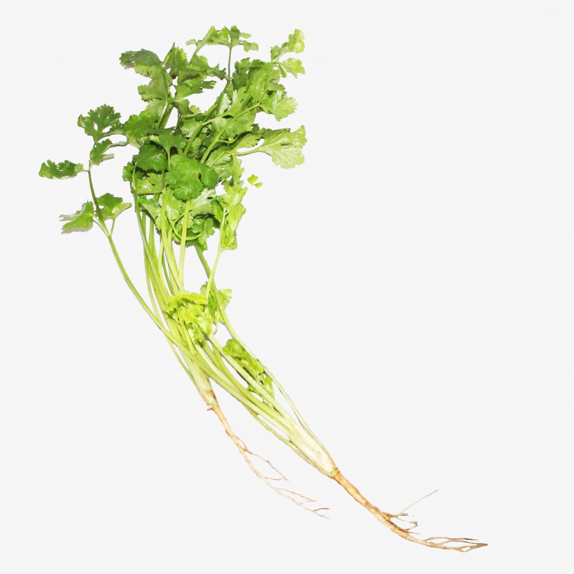 香菜蔬菜免抠实物png素材