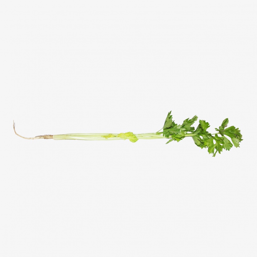 芹菜蔬菜免抠实物png素材