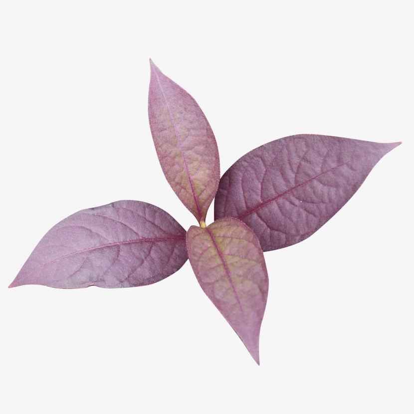 紫色树叶叶子实物免抠png素材