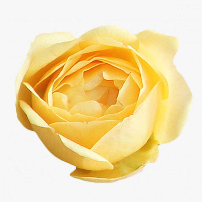 黄色月季玫瑰实物免抠PNG素材