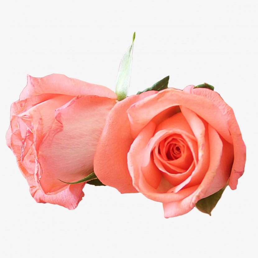 粉色玫瑰花实物免抠PNG素材