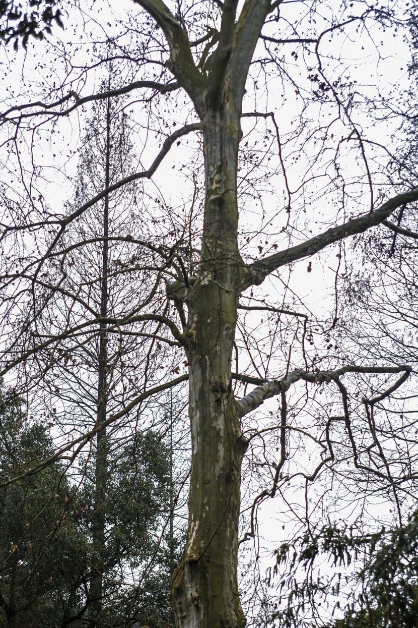 冬季落光树叶的大树