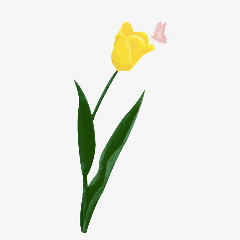 情人节手绘郁金香插画png