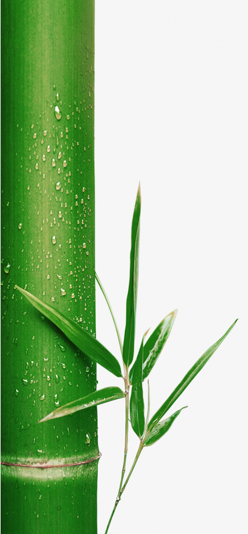 绿色竹子带水滴