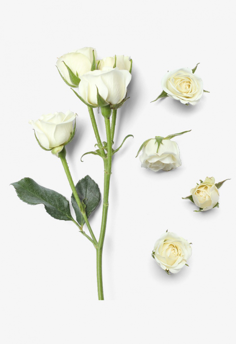 白色小清新玫瑰花