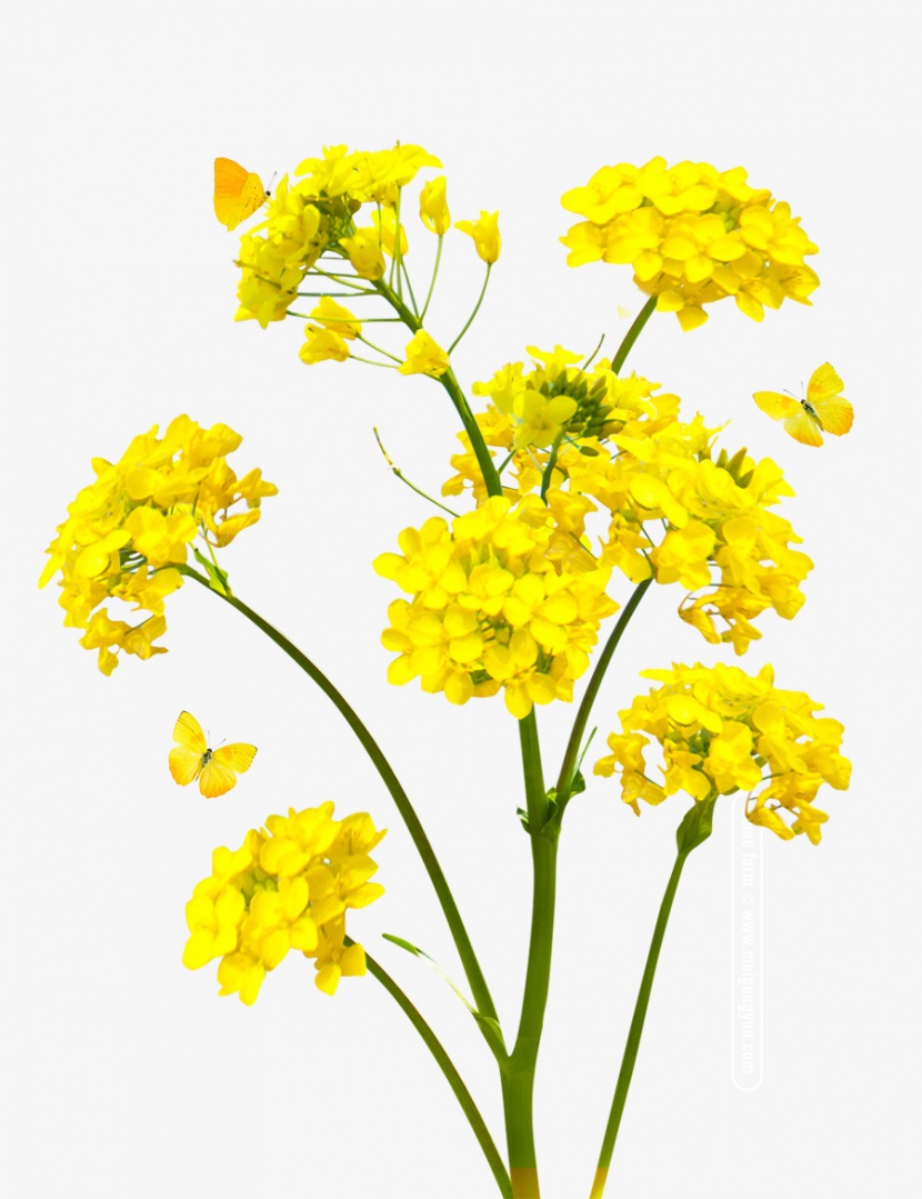 黄色盛开的油菜花