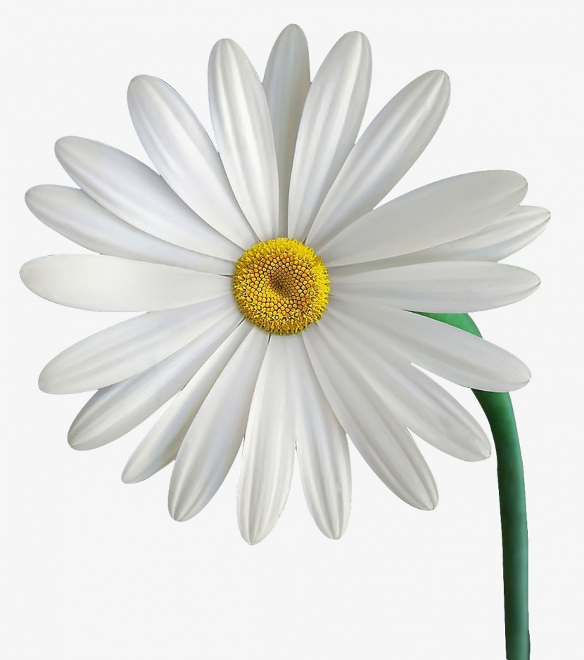 白色可爱小雏菊