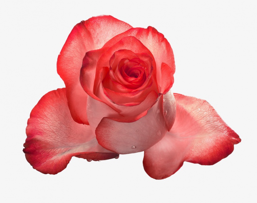 带有露珠的红色玫瑰花