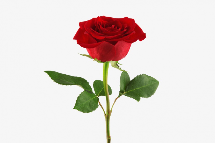 一支红色漂亮的玫瑰花