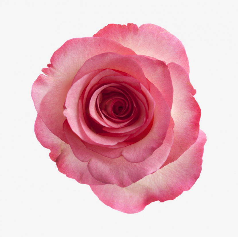 一朵粉色盛开的玫瑰花
