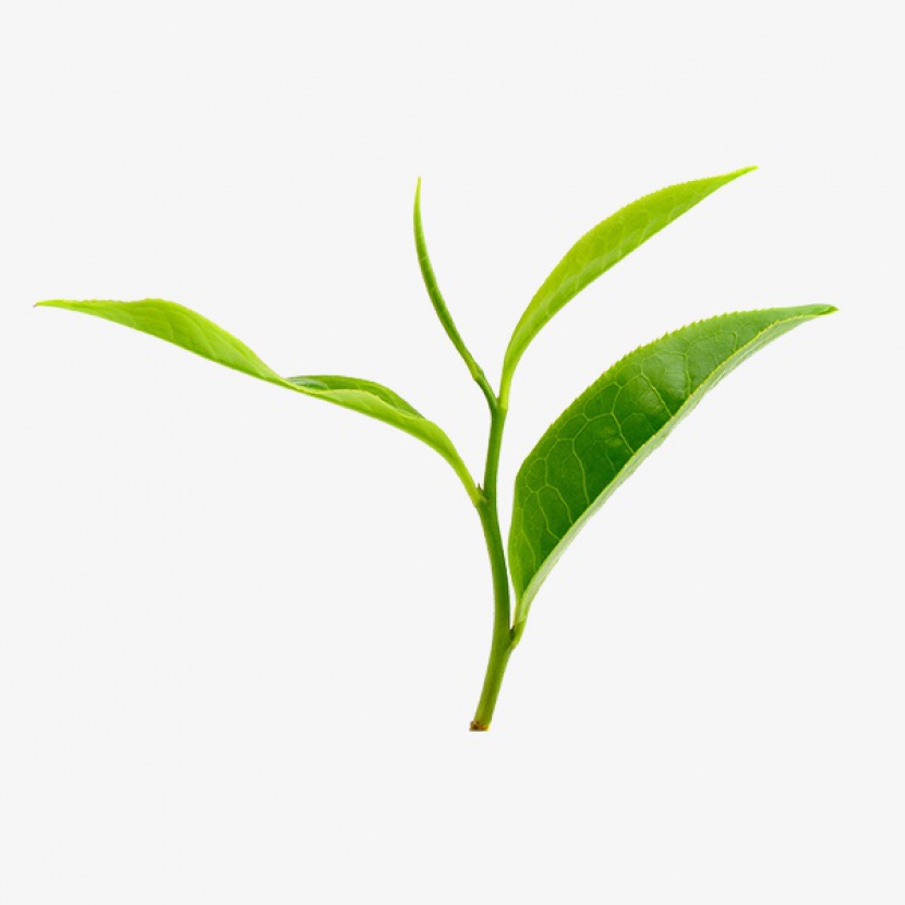 茶叶植物叶子