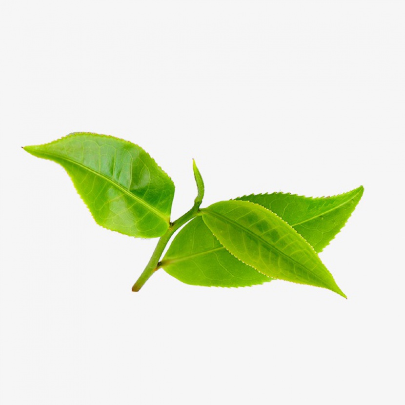 茶叶植物叶子