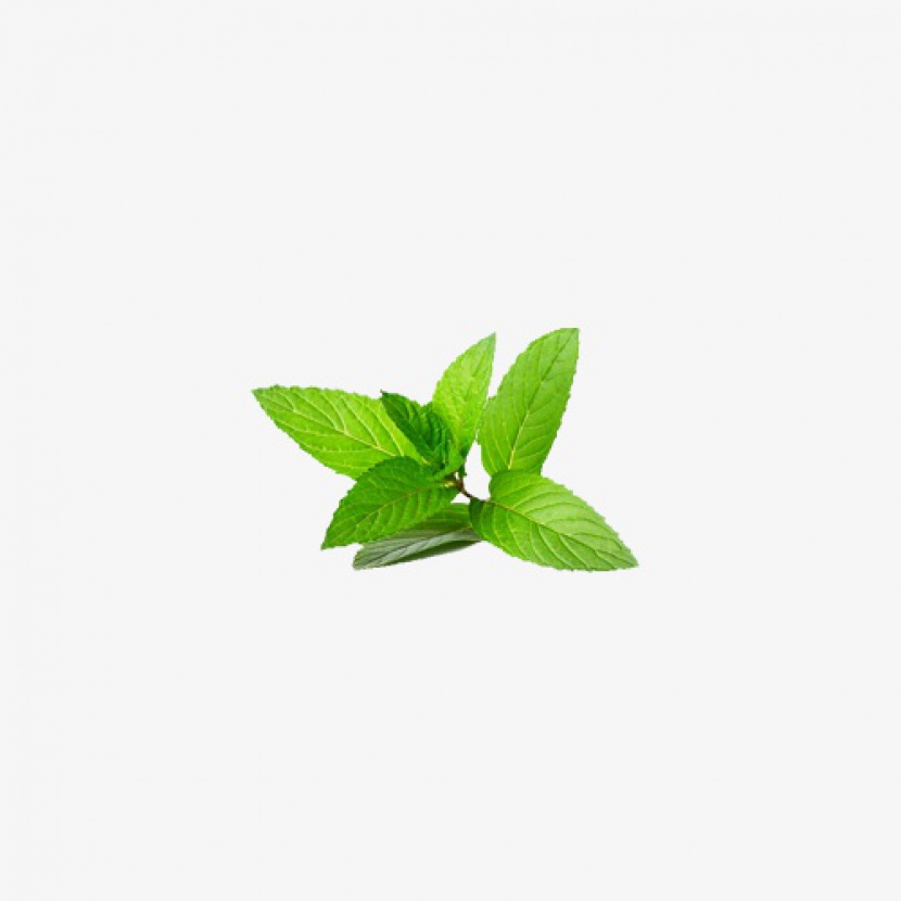 绿色薄荷叶子