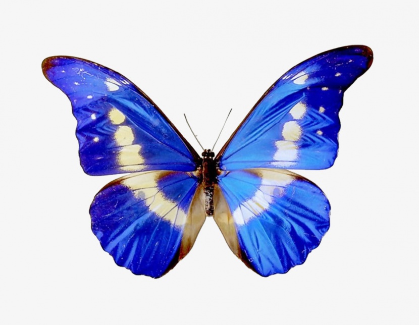 蓝色对称高清蝴蝶翅膀素材