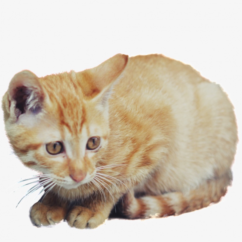 橘色猫咪可爱动物实物图