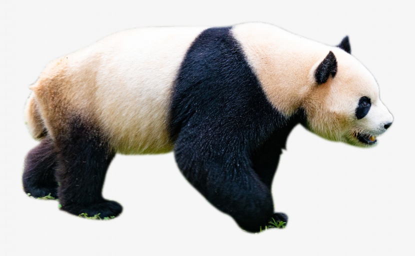 动物熊猫
