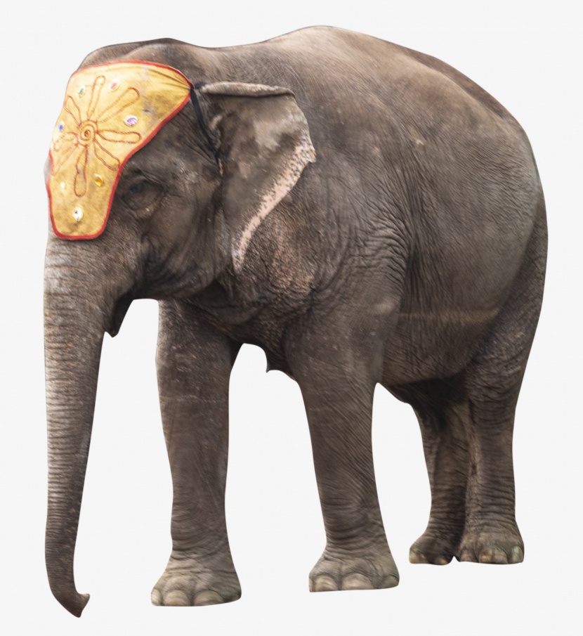 泰国国宝大象