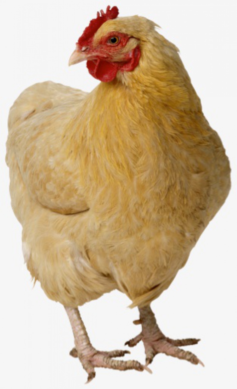 家禽动物淡黄色母鸡肉类
