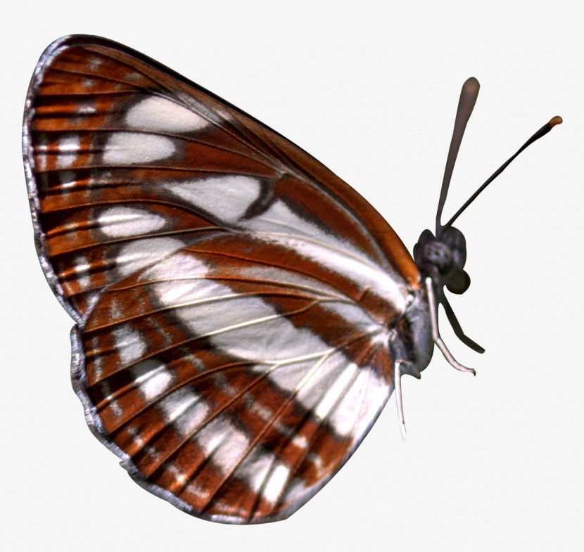 白褐相间的自然昆虫蝴蝶