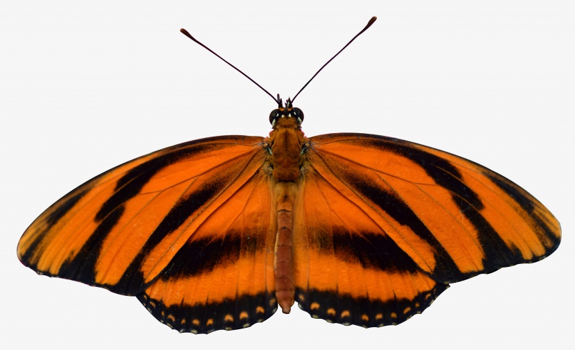 黄褐相间的自然昆虫蝴蝶