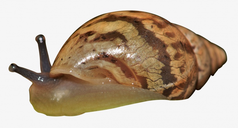 软体带壳的爬行动物蜗牛