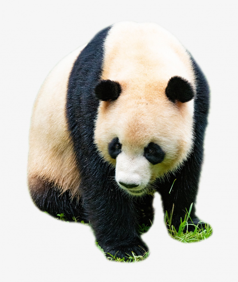 大熊猫稀有动物