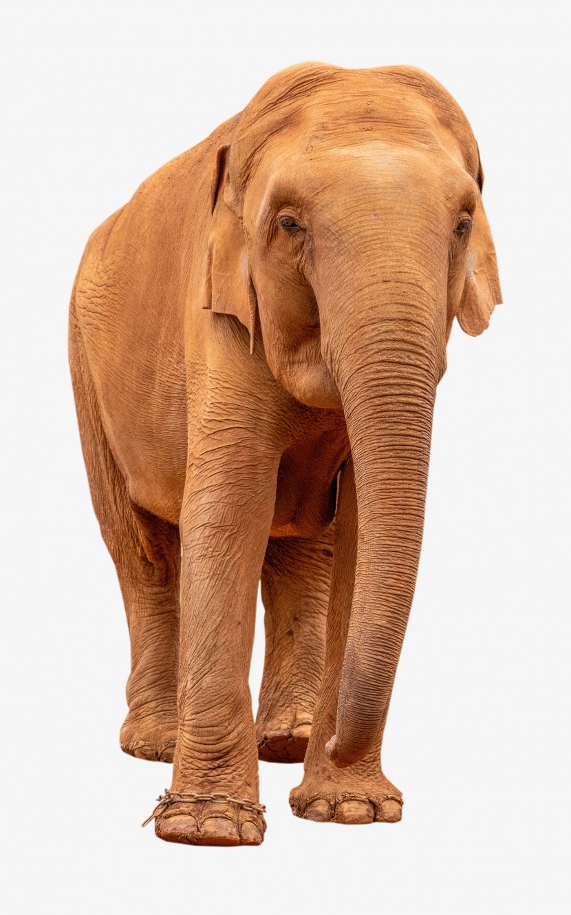 亚洲大象动物