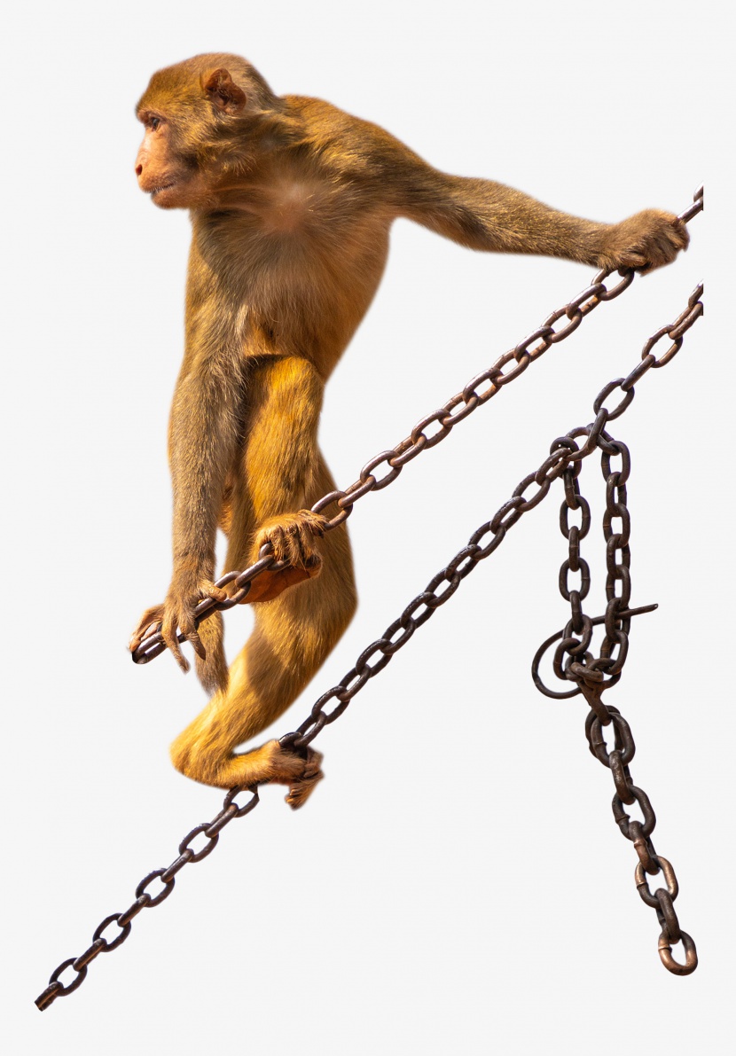 铁链表演猴子