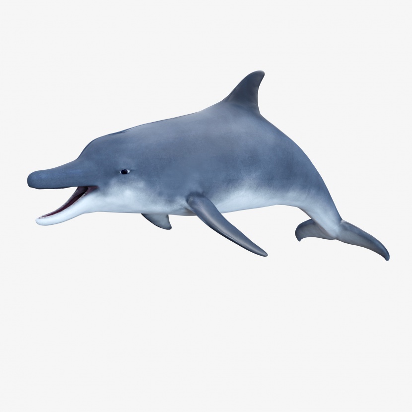 蓝鳍海豚